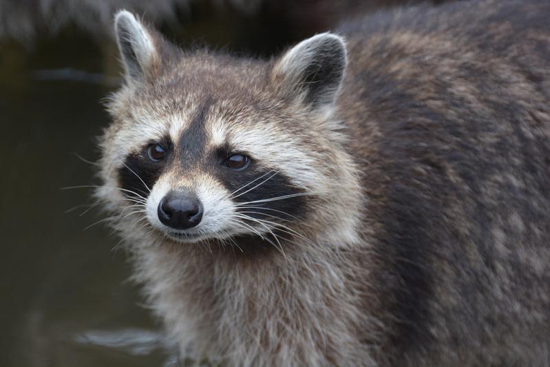 Wann, wie und wo hat sich der Waschbär (Procyon lotor) in Deutschland ausgebreitet? Eine neue Studie zeigt die Geschichte der Invasion.