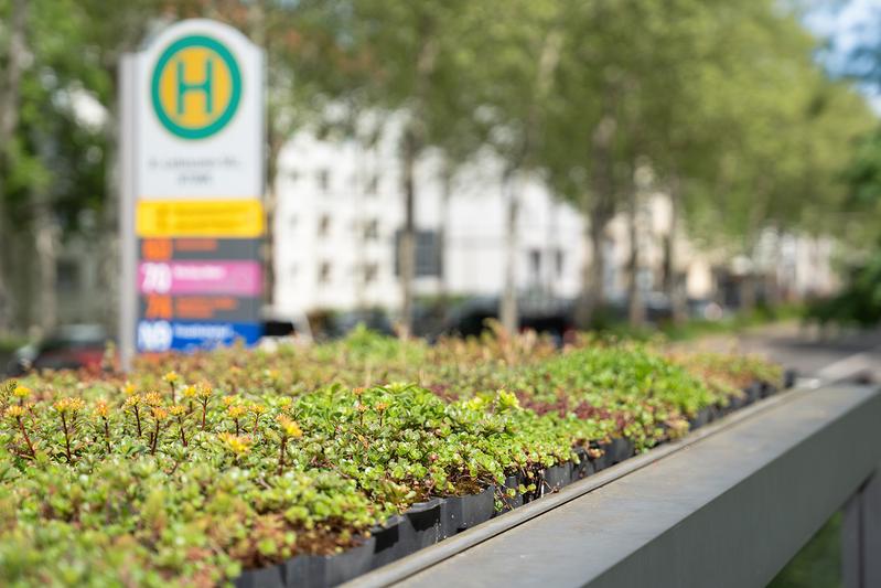 Viele Haltestellendächer in Leipzig sind begrünt. Das schafft einen Ersatzlebensraum für Tiere und Pflanzen, speichert Wasser, filtert Staub und mindert Lärm.
