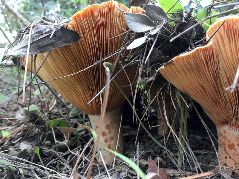 Die Milchlinge (Lactarius) gehen ebenfalls eine Mykorrhiza ein, eine symbiotische Beziehung mit Laub- oder Nadelgehölzen.