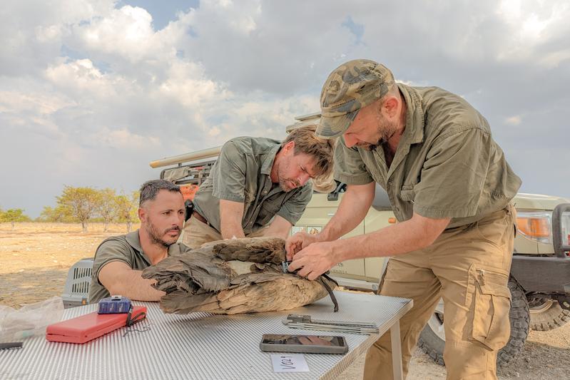 Tagging a white-backed vulture in Etosha NP in Namibia