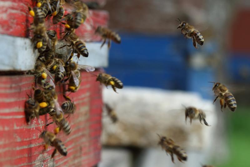 Honigbienen an einem Bienenstock.