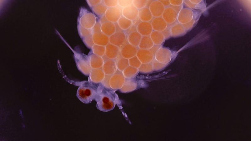 Fortpflanzungseinheit des Wurms Ramisyllis kingghidorahi: weibliches Stolon mit Augen. Länge des gesamten Stolons: ca. 1,5 Millimeter