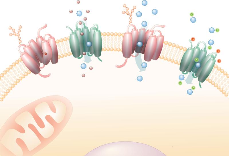 Schematische Darstellung von SLC-Membrantransportern © Bojan Vilagos