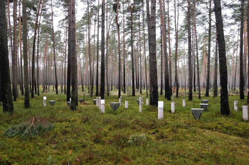 Eine sogenannte Level II-Monitoring-Fläche für ICP Forests, die das Thünen-Institut in der Schorfheide eingerichtet hat.