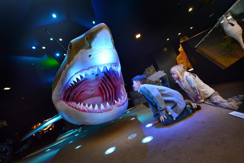 Das Modell eines Megalodon kann man sich zum Beispiel im Schlossmuseum Linz in Österreich ansehen.