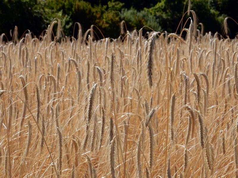 Rye ready for harvest.