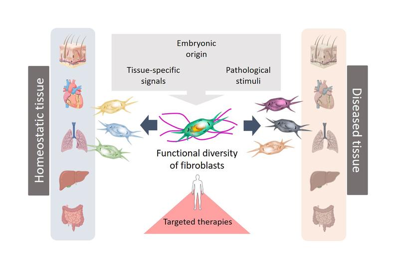 Human fibroblasts comprise diverse populations with specialized roles in tissue homeostasis and pathology that are controlled by developmental and environmental signals.