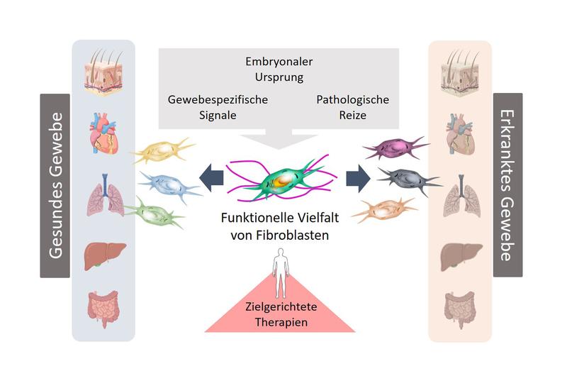 Fibroblasten spielen eine zentrale Rolle bei der Aufrechterhaltung gesunder Gewebestrukturen, aber auch bei Entstehung und Verlauf von Erkrankungen. 