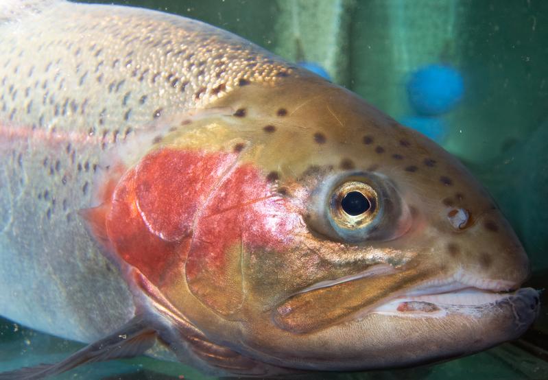 Die Regenbogenforelle ist nicht nur ein beliebter Speisefisch, sondern auch wichtiger Indikator für die Gewässergesundheit. Ihre Reaktion auf Fulvosäuren gibt Hinweise auf die versteckten Gefahren des Brownings