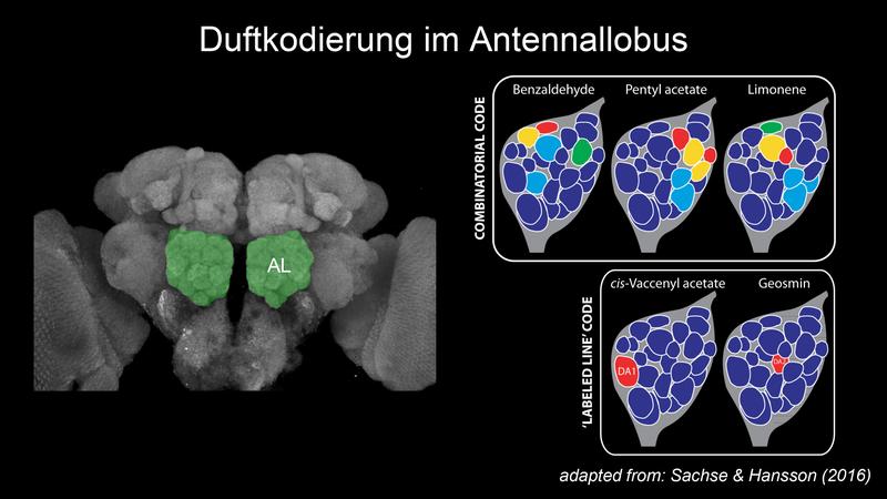 Duftkodierung im Hirn der Fruchtfliege. Die meisten Düfte, wie das fruchtige Limonen oder das nach Mandeln riechende Benzaldehyd, erzeugen ein spezifisches Aktivierungsmuster. Düfte, die für das Überleben essenziell sind, sind an einem Punkt konzentriert.