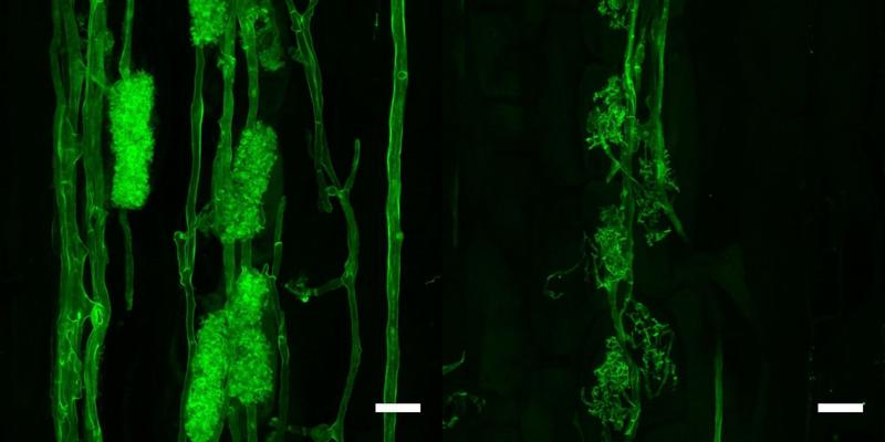 Arbuscules of the fungus Rhizophagus irregularis in a root of birdsfoot trifoil Lotus japonicus. Left: wildtype, right: RAM1 mutant - arbuscules appear stunted.