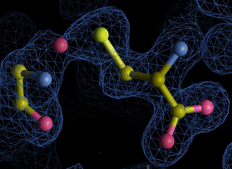 Darstellung einer neu entdeckten NOS-Verknüpfung (blau: Stickstoff, rot: Sauerstoff, gelb: Schwefel) zwischen den Aminosäuren Glycin und Cystein innerhalb des Enzyms 6PGD (Strukturdaten aus der Protein Data Bank, Visualisierung mit Coot)
