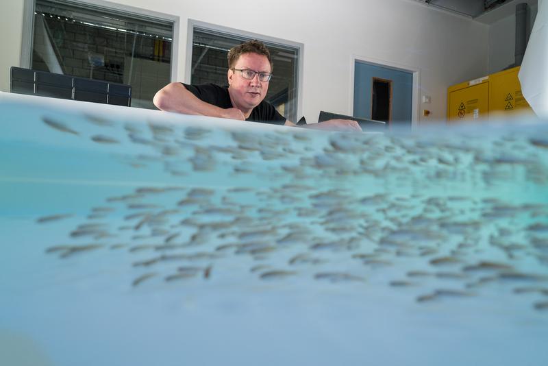 Iain Couzin ist Sprecher des Exzellenzclusters „Kollektives Verhalten“, Professor für Biodiversität und Kollektivverhalten an der Universität Konstanz und Direktor am Max-Planck-Institut für Verhaltensbiologie .