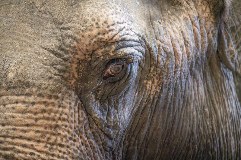 Close-up of the face of an Asian elephant