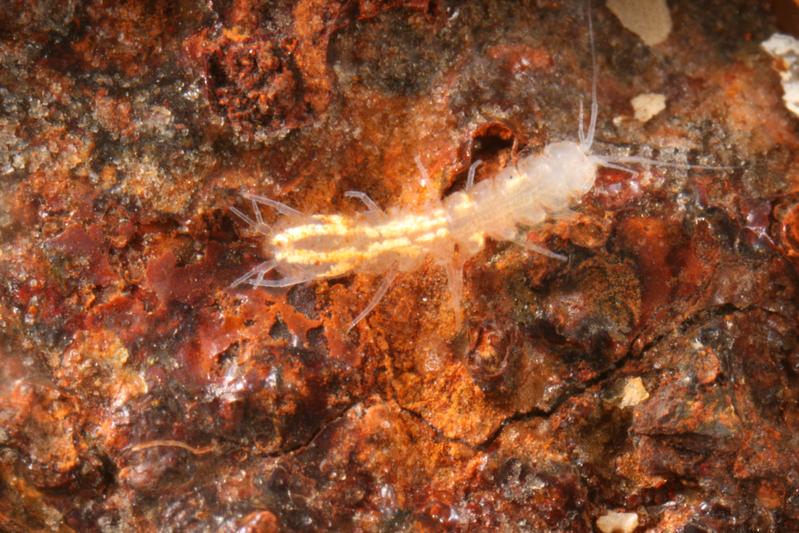 Die Grundwasserassel der Gattung Proasellus ist ein typischer Bewohner des nassen Untergrunds. Da sie in der Dunkelheit lebt, benötigt sie keine Augen – zur Orientierung verlässt sie sich auf ihren Tastsinn.