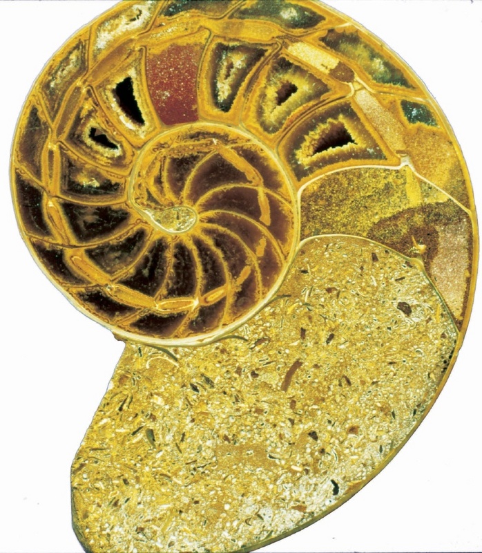 Das aufgeschnittene fossile Gehäuse eines Nautilus lässt die Kammerung erkennen, die das schon vor ca. 500 Mio. Jahren von den Kopffüßlern entwickelte angewandte U-Boot-Prinzip der Gleichgewichtshaltung durch das Fluten/Abpumpen von Wasser ermöglicht