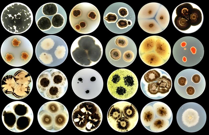 A variety of fungal species isolated from building facades in the coastal city of Izola (Slovenia).