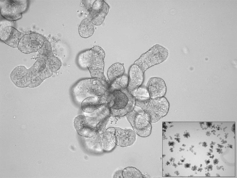 Lichtmikroskopische Aufnahme eines Darm-Organoids vom Flughund