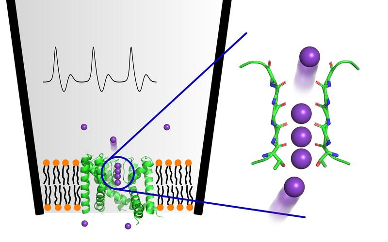 Die schematische Abbildung zeigt das gemessene Aktionspotential (oben links) einer Membran (orange/schwarz) in einer Patch-Clamp-Pipette. Eingebettete Ionenkanäle (grün) ermöglichen das schnelle und spezifische Durchqueren von Kaliumionen (violett).