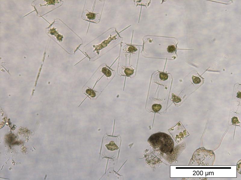 North Sea Plankton