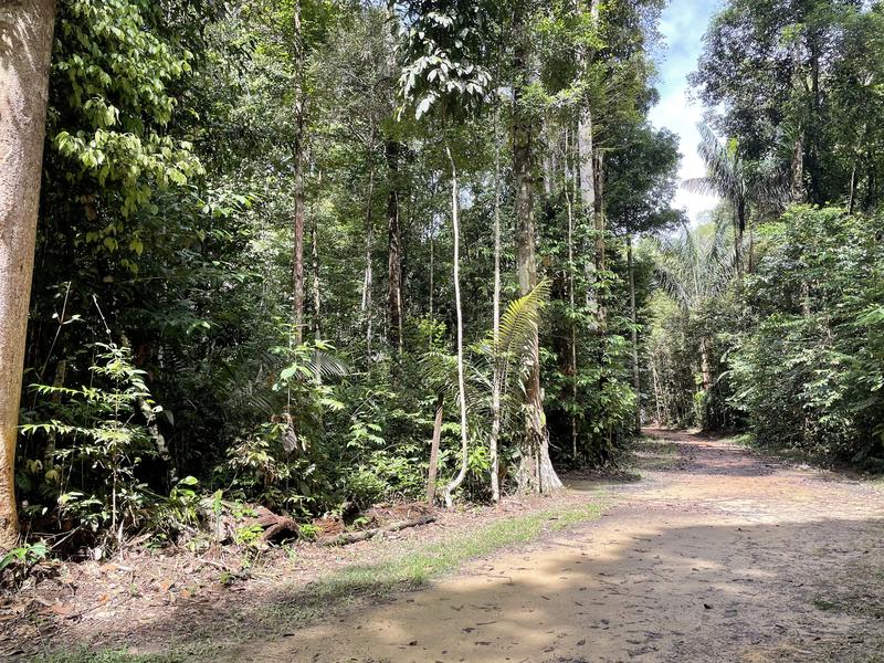 Laut der jetzt veröffentlichten Studie produzieren Laubbäume wie hier im Amazonas-Regenwald pro Jahr etwa 4 Millionen Tonnen hochoxidierte Peroxyradikale aus Isopren. 