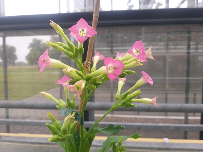 Die Blüten von Tabakpflanzen haben fünf Blütenblätter. Bei dieser Pflanze, die aus einer einzigen Tabakzelle gewachsen ist, die ein EGT-Ereignis durchlaufen hat, haben die Blüten vier oder drei Blütenblätter.