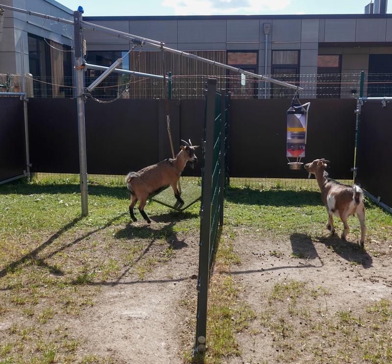 A goat climbs onto the platform of the ‘fake apple tree’ apparatus, bringing the food dispenser within reach of a second goat.
