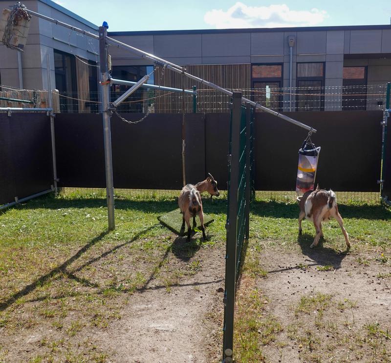 A goat stands on the platform of the ‘fake apple tree’ apparatus, while a second goat takes the opportunity to eat from the lowered food dispenser. 