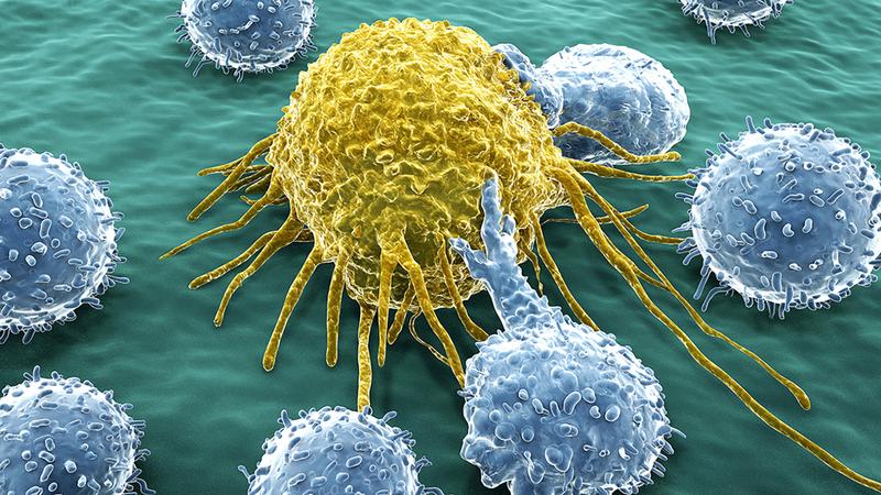 CAR-T cells (blue) use the synthetic receptor to recognise the target cell (yellow), bind to it and destroy it. 