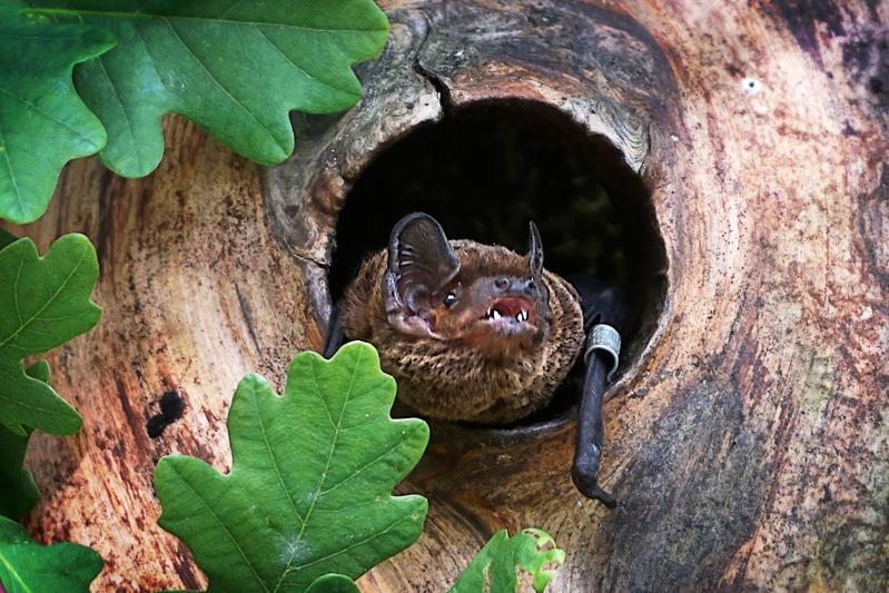 Leisler's bat at a treehole in an old oak tree