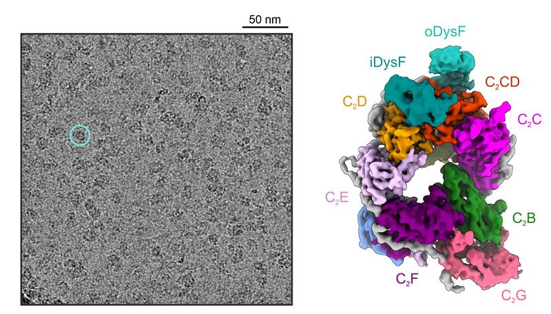 Kryo-EM-Aufnahme (links) von Myoferlin-Partikeln (Kreis hebt einen Partikel hervor). 3D-Rekonstruktion der Myoferlin-Struktur (rechts) mit kompakter, ring-ähnlicher Anordnung der Schlüsselabschnitte (farbig), die bei Membranbindung entstehen.