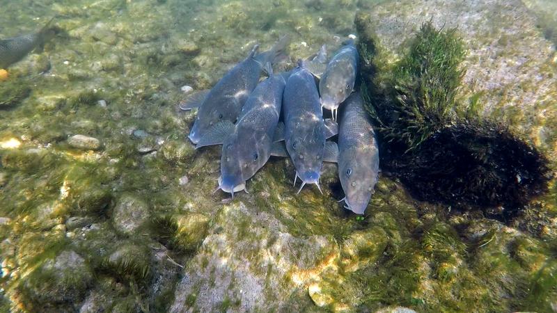 Barben in der Donau 