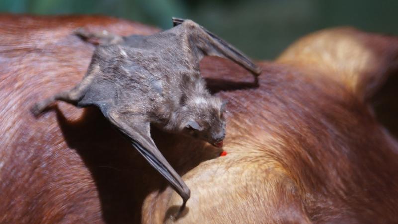 Eine gemeine Vampirfledermaus, Desmodus rotundus, bei der Nahrungsaufnahme.