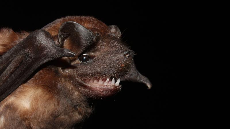 Eine Fledermaus der Gattung Molossus aus Costa Rica.