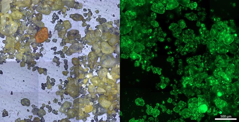 Besiedlung von Sand durch Mikroorganismen. Links: Sandkörner. Rechts: Dieselben Sandkörner unter dem Fluoreszenzmikroskop. Jeder grüne Punkt ist ein fluoreszenzgefärbter Mikroorganismus auf der Oberfläche des Sandkorns. 