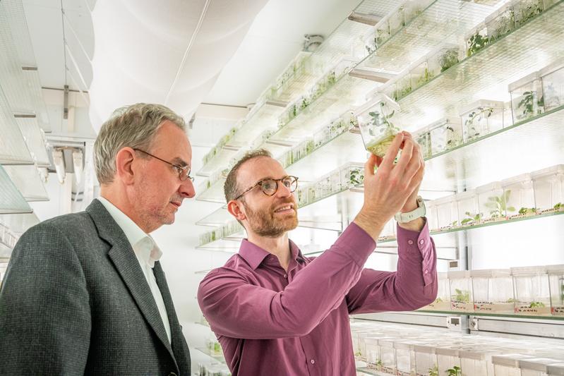 Das Team um Institutsleiter Prof. Ralph Bock (links) und Projektleiter Dr. Daniel Dunkelmann (rechts) wird in Kürze Nutzpflanzen der nächsten Generation mit optimierten Chloroplastengenomen entwickeln.