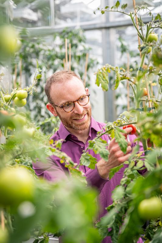 Die Forschung konzentriert sich auf Chloroplasten aus der Familie der Nachtschattengewächse, zu denen Tomaten, Kartoffeln oder Tabak gehören.