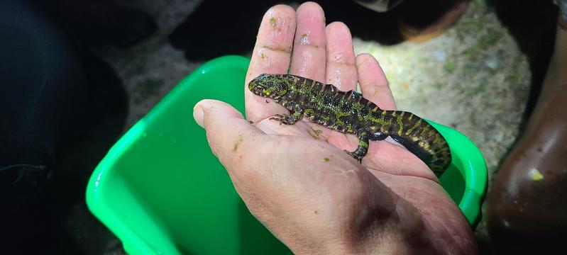 Ein Marmormolch (Triturus marmoratus), gefunden in einem historischen Wasserbecken im portugiesischen Nationalpark Peneda-Gerês. 