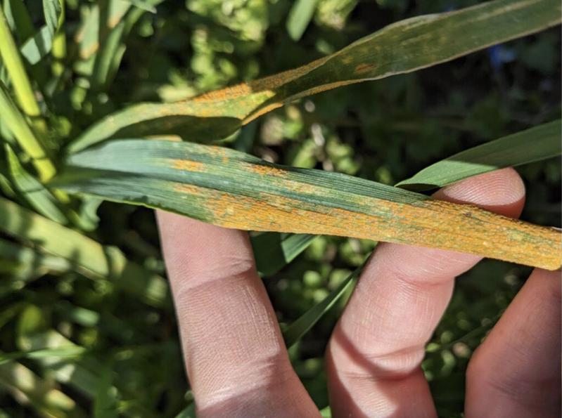 Yellow rust is a fungal disease and a significant threat to the worldwide wheat production. Yellow stripes on the wheat leaves are typical of an infestation.