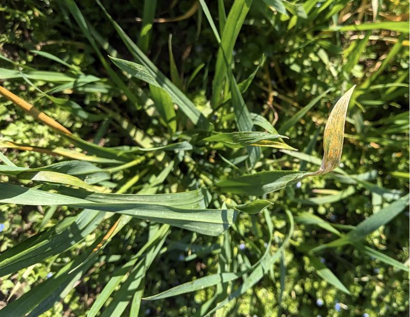 If it were possible to utilize the resistance genes from local Asian varieties in breeding modern wheat varieties, crop losses could be reduced in the future. 