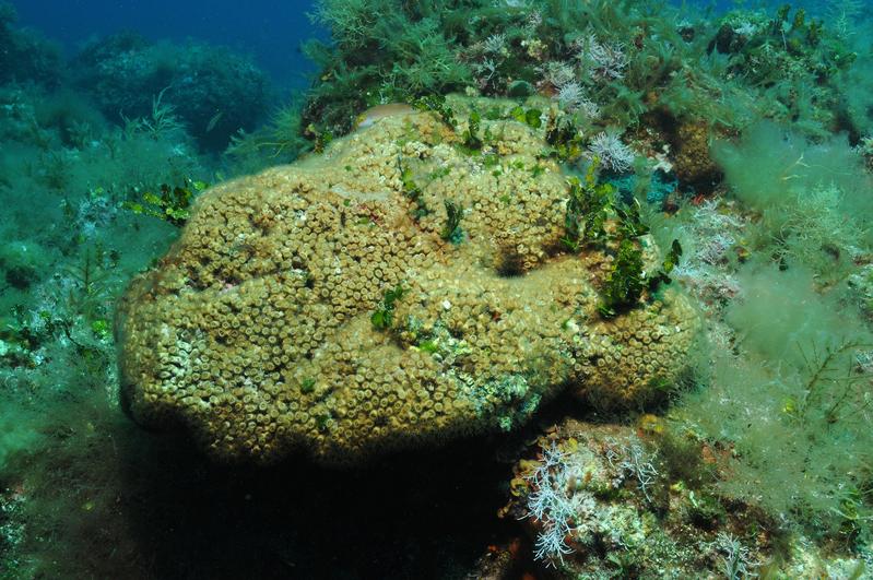 Cladocora caespitosa corals in the Columbretes Islands — the only reef-forming coral species in the Mediterranean, supporting a rich diversity of marine life. 