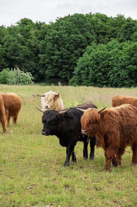 Schottische Hochlandrinder tragen zu einer höheren Artenvielfalt der Ausgleichsflächen bei.