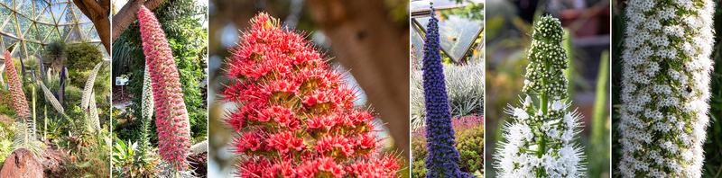 Es ist die Zeit der Natternköpfe in der Kuppel. Zu finden sind verschiedene Arten in unterschiedlichen Farben wie der rote Diamant-Natternkopf (Echium wildpretii), der lilane „Stolz von Madeira (Echium candicans) oder eine weiße Hybride.