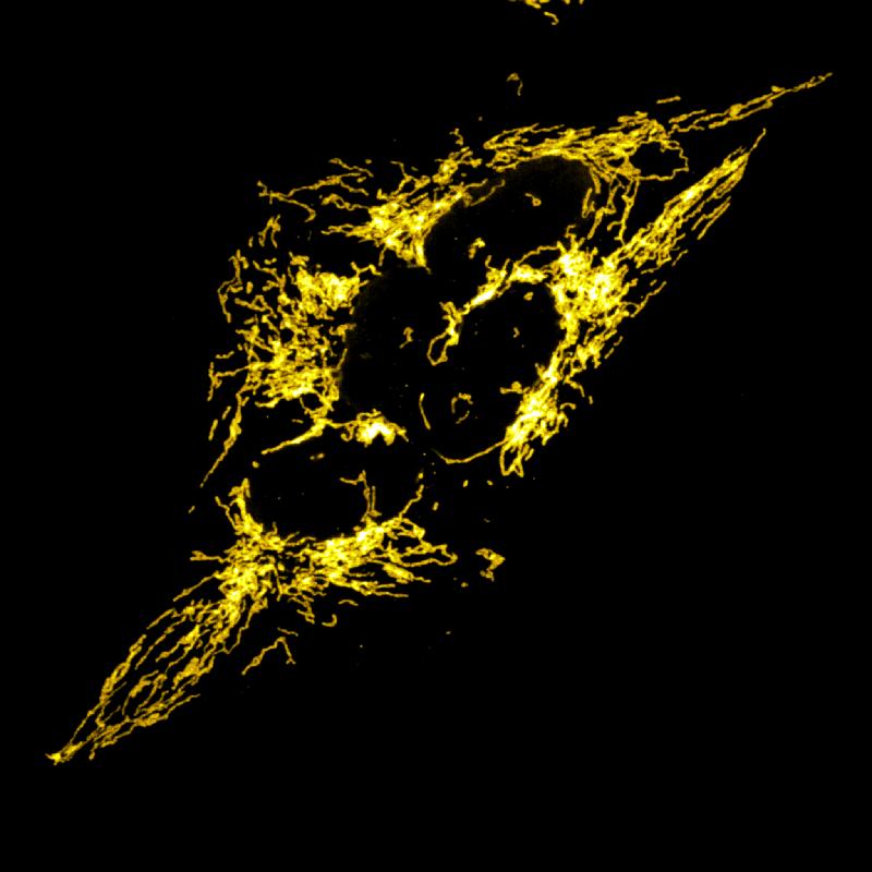 Mitochondriales Netzwerk in Zellen.