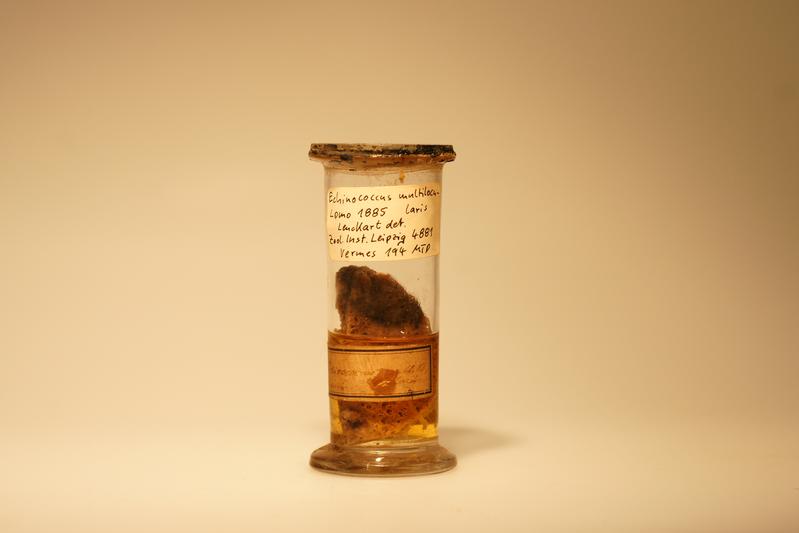 Im Jahr 1863 beschrieben, jetzt wiederentdeckt: Das Typusexemplar des Fuchsbandwurms (Echinococcus multilocularis).