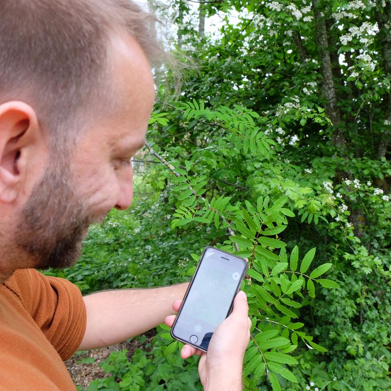 Die Artenbestimmung geht ganz einfach: Foto mit dem Handy machen und dann auf iNaturalist hochladen