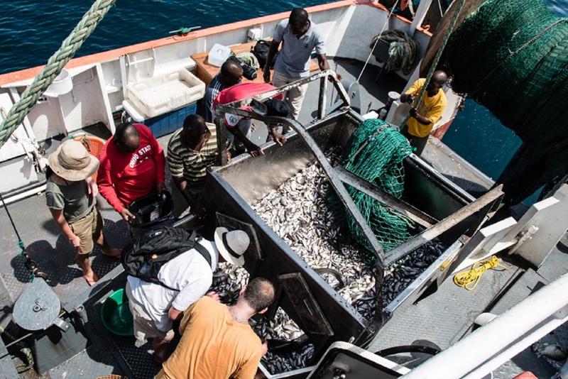 Malawi-Buntbarsche auf dem Forschungsschiff der „Malawian Fisheries Research Unit“