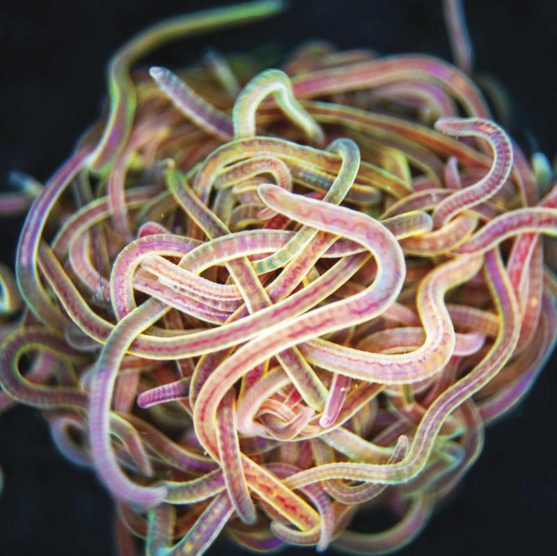 Knäuel aus 200 Glanzwürmern (Lumbriculus variegatus). Der Längenmaßstab beträgt 3mm. 