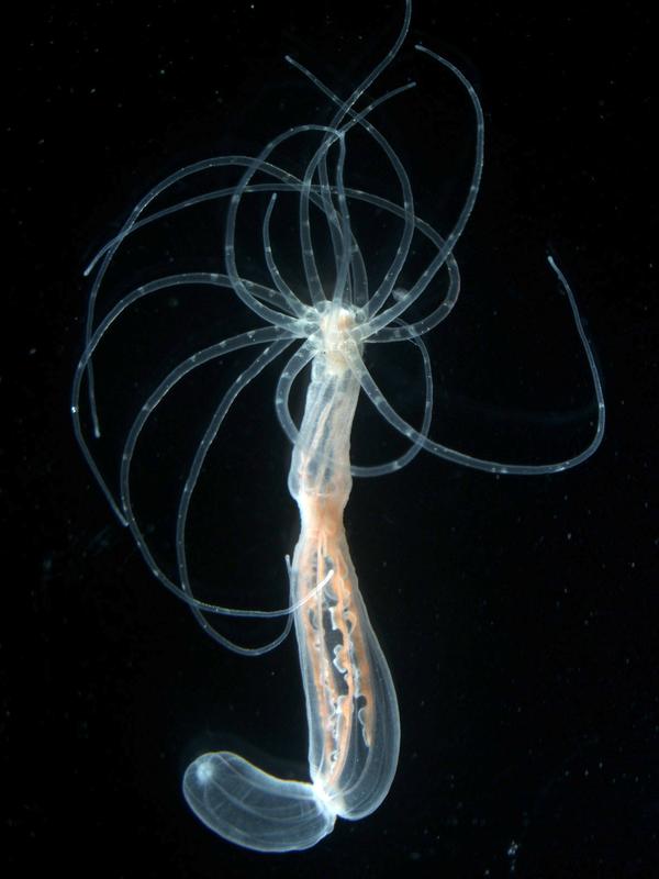 Adulter Polyp der Seeanemone Nematostella vectensis.