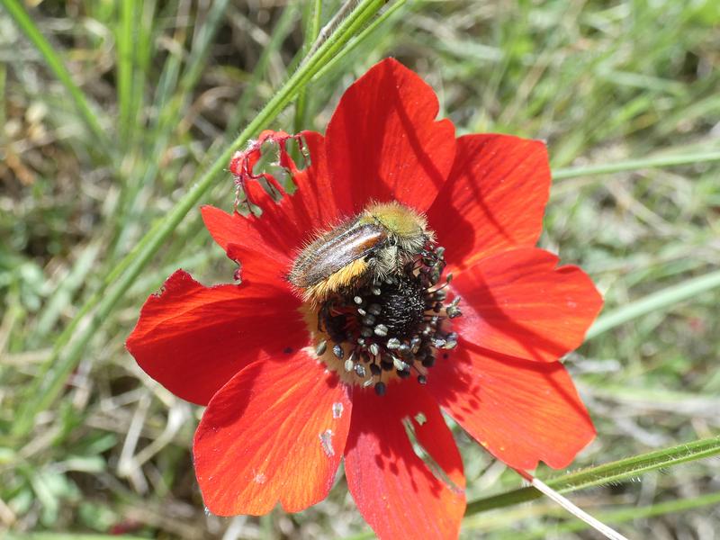 Ein Käfer der Art Pygopleurus chrysonothus  auf einer Blüte der Pfauenanemone (Anemone pavonina) in Griechenland. Der Käfer kann, was andere Insekten nicht können: die Farbe Rot sehen.
